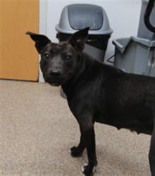 Shelter Stray Female Dog last seen NEAR ARROYO VISTA EXIT ON 4O FWY, 3001 2nd St SW, Albuquerque, NM 87105, USA