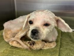 Shelter Stray Female Dog last seen Near BLOCK NORTHPOINT HILLS,63033, 10521 Baur Blvd, Olivette, MO 63132, USA