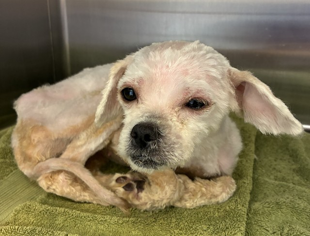 Shelter Stray Female Dog last seen Near BLOCK NORTHPOINT HILLS,63033, 10521 Baur Blvd, Olivette, MO 63132, USA