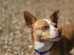 Shelter Stray Female Dog last seen Near BLOCK LAKE FENWICK RD S, KENT WA 98032, 21615 64th Ave S, Kent, WA 98032, USA