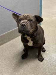 Shelter Stray Male Dog last seen Near BLOCK CRAIGMONT AVE, LAS VEGAS NV 89103, 655 N Mojave Rd, Las Vegas, NV 89101, USA