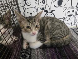 Shelter Stray Male Cat last seen , 957 N Gaffey St, San Pedro, CA 90731, USA