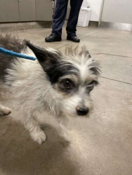Shelter Stray Female Dog last seen , 14409 Vanowen St, Van Nuys, CA 91405, USA