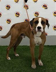Shelter Stray Male Dog last seen Near BLOCK BOUNTY LANE (OFF OF DAIRY ROAD), 19640 Dogpatch Ln, Land O' Lakes, FL 34638, USA