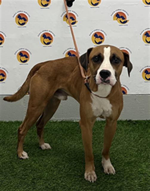 Shelter Stray Male Dog last seen Near BLOCK BOUNTY LANE (OFF OF DAIRY ROAD), 19640 Dogpatch Ln, Land O' Lakes, FL 34638, USA