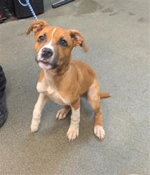 Shelter Stray Male Dog last seen Near BLOCK LANE AVE S APTC21, 2020 Forest St, Jacksonville, FL 32204, USA