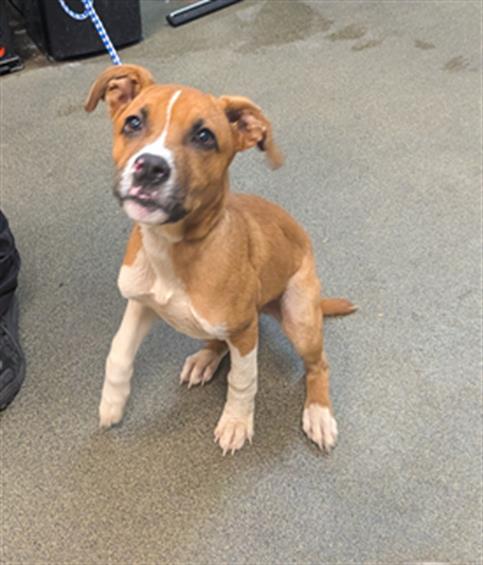 Shelter Stray Male Dog last seen Near BLOCK LANE AVE S APTC21, 2020 Forest St, Jacksonville, FL 32204, USA