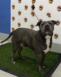Shelter Stray Male Dog last seen WATERSON ST, 19640 Dogpatch Ln, Land O' Lakes, FL 34638, USA