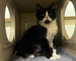 Shelter Stray Male Cat last seen Near BLOCK VICTOR ST, AURORA CO 80011, 1241 W Bayaud Ave, Denver, CO 80223, USA