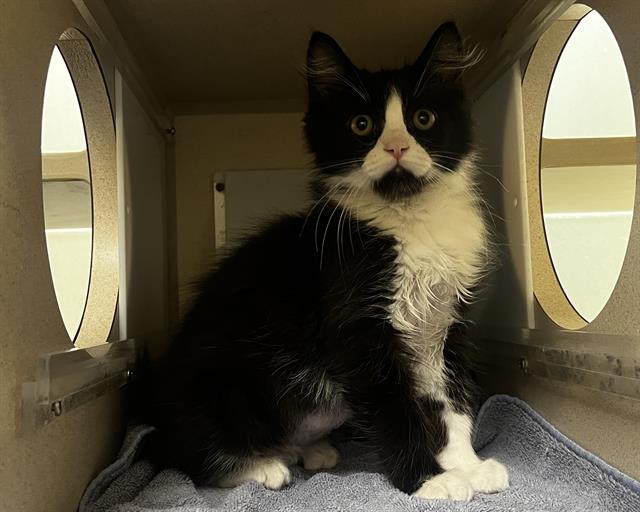 Shelter Stray Male Cat last seen Near BLOCK VICTOR ST, AURORA CO 80011, 1241 W Bayaud Ave, Denver, CO 80223, USA