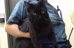 Shelter Stray Male Cat last seen Near BLOCK W BAYAUD AVE, DENVER CO 80223, 1241 W Bayaud Ave, Denver, CO 80223, USA