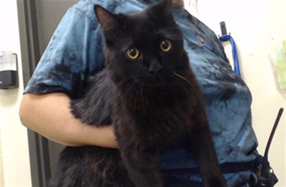 Shelter Stray Male Cat last seen Near BLOCK W BAYAUD AVE, DENVER CO 80223, 1241 W Bayaud Ave, Denver, CO 80223, USA