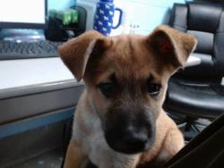 Shelter Stray Male Dog last seen Near BLOCK CENTRAL SW, 11800 Sunset Gardens Rd SW, Albuquerque, NM 87121, USA