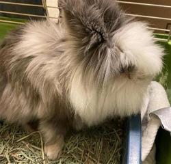 Shelter Stray Male Other last seen Near BLOCK S 6780, 4522 W 3500 S, West Valley City, UT 84120, USA