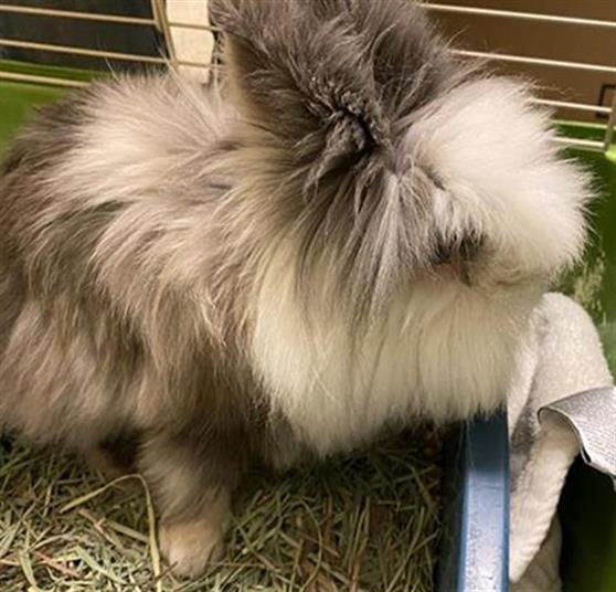 Shelter Stray Male Other last seen Near BLOCK S 6780, 4522 W 3500 S, West Valley City, UT 84120, USA
