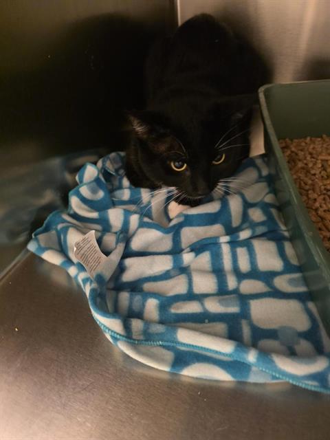 Shelter Stray Unknown Cat last seen Near BLOCK S HAWKEYE DR, WEST VALLEY CITY UT 84120, 4522 W 3500 S, West Valley City, UT 84120, USA