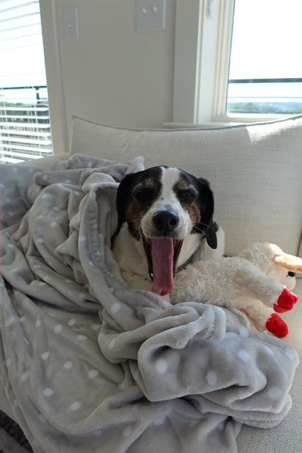 Shelter Stray Male Dog last seen CHARLOTTE, 8315 Byrum Dr, Charlotte, NC 28217, USA