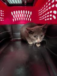 Shelter Stray Female Cat last seen 53RD AND VASQUEZ BLVD, 2080 S Quebec St, Denver, CO 80231, USA