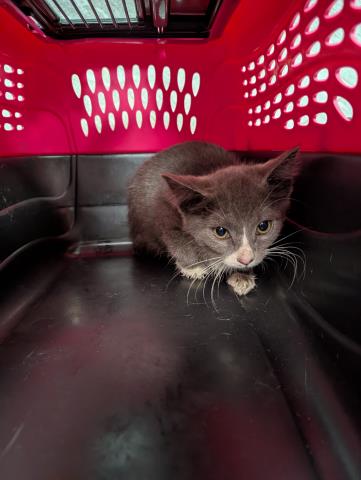 Shelter Stray Female Cat last seen 53RD AND VASQUEZ BLVD, 2080 S Quebec St, Denver, CO 80231, USA