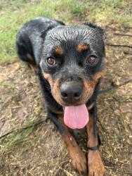 Found/Stray Female Dog last seen 56th & Lafayette, Indianapolis, IN 46254