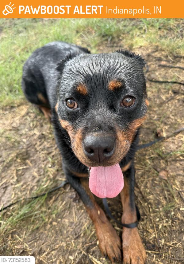 Found/Stray Female Dog last seen 56th & Lafayette, Indianapolis, IN 46254