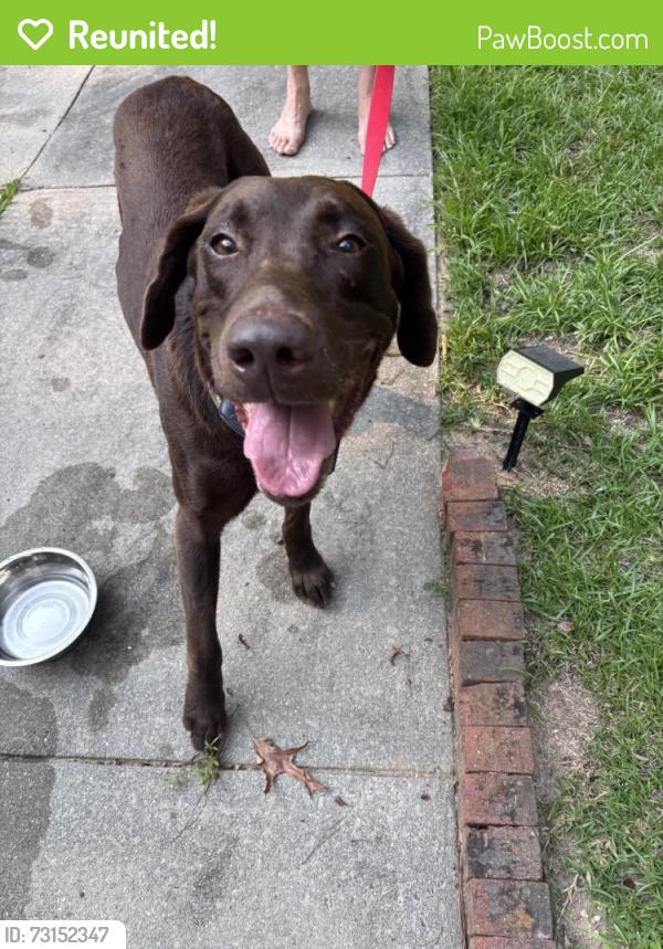 Reunited Male Dog last seen Chelsea & Essex, Sanford, NC 27332