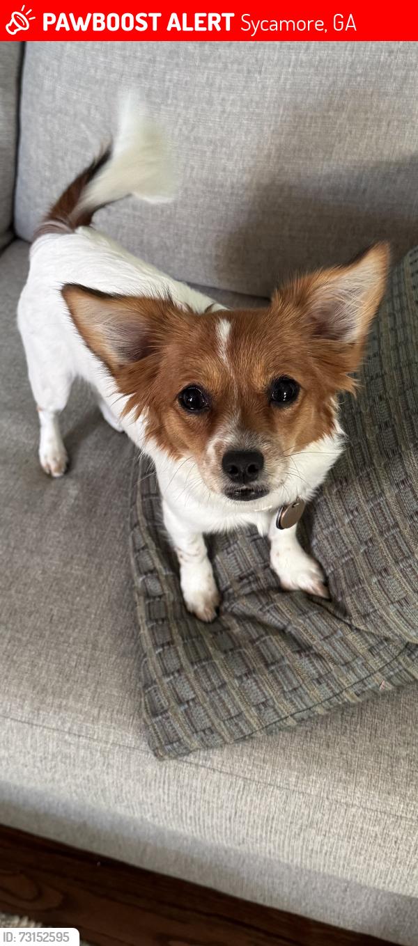 Lost Female Dog last seen Highway 32 Sycamore GA, Sycamore, GA 31790