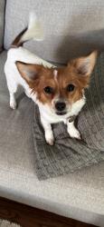 Lost Female Dog last seen Highway 32 Sycamore GA, Sycamore, GA 31790