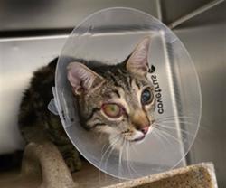 Shelter Stray Male Cat last seen Near BLOCK KENNEDY ST, JURUPA VALLEY CA, 6851 Van Buren Boulevard, Jurupa Valley, CA 92509, USA