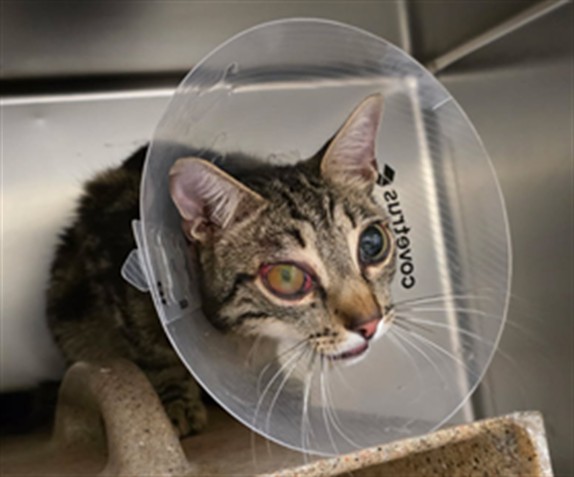 Shelter Stray Male Cat last seen Near BLOCK KENNEDY ST, JURUPA VALLEY CA, 6851 Van Buren Boulevard, Jurupa Valley, CA 92509, USA