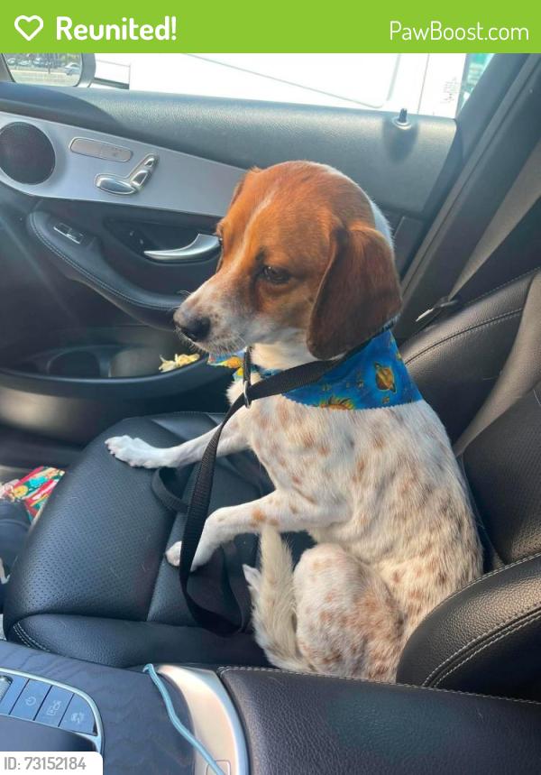 Reunited Male Dog last seen Tunney Avenue in between Friar St and Calvert St, Los Angeles, CA 91335