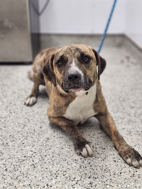 Shelter Stray Male Dog last seen Near BLOCK AMERICAN ST, DETROIT MI 48210, 7401 Chrysler Dr, Detroit, MI 48211, USA