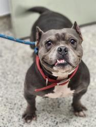 Shelter Stray Female Dog last seen Near BLOCK WORCESTER PL, DETROIT MI 48203, 7401 Chrysler Dr, Detroit, MI 48211, USA