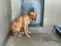 Shelter Stray Female Dog last seen HOME DEPOT ON HOSPITALITY, 333 Chandler Pl, San Bernardino, CA 92408, USA