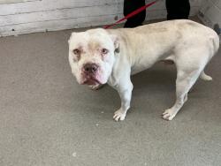 Shelter Stray Male Dog last seen Near BLOCK ACAPULCO ST, 333 Chandler Pl, San Bernardino, CA 92408, USA