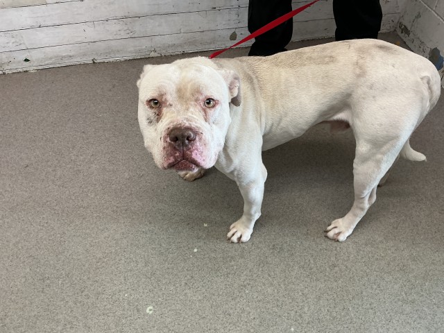 Shelter Stray Male Dog last seen Near BLOCK ACAPULCO ST, 333 Chandler Pl, San Bernardino, CA 92408, USA