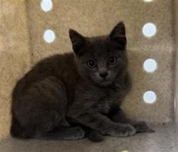 Shelter Stray Female Cat last seen , 600 Aviation Dr, Camarillo, CA 93010, USA