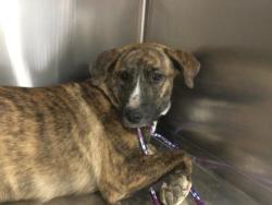 Shelter Stray Female Dog last seen Near BLOCK THOUSAND PALMS CANYON RD, DESERT HOT SPRINGS CA 92241, 72050 Pet Land Pl, Thousand Palms, CA 92276, USA