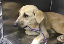 Shelter Stray Female Dog last seen Near BLOCK THOUSAND PALMS CANYON RD, DESERT HOT SPRINGS, CA, 72050 Pet Land Pl, Thousand Palms, CA 92276, USA