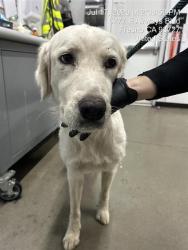 Shelter Stray Female Dog last seen Near BLOCK W HOME AVE, FRESNO CA 93728 1528, 5277 E Airways Blvd, Fresno, CA 93727, USA