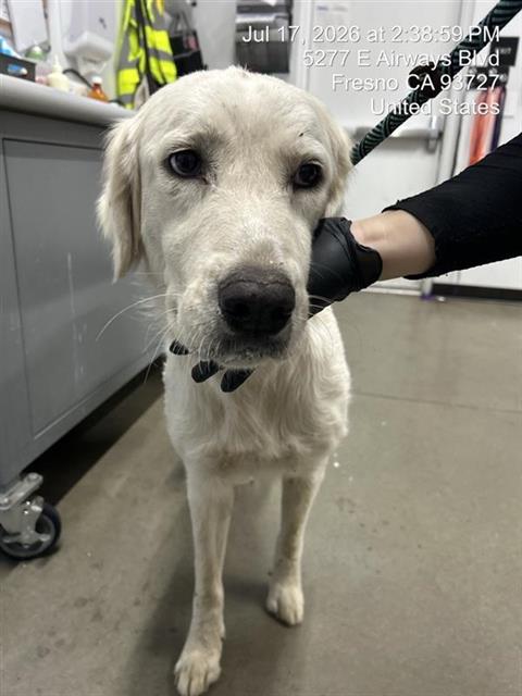 Shelter Stray Female Dog last seen Near BLOCK W HOME AVE, FRESNO CA 93728 1528, 5277 E Airways Blvd, Fresno, CA 93727, USA