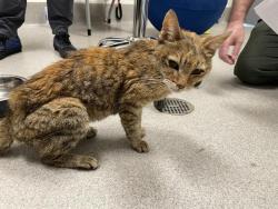 Shelter Stray Female Cat last seen , 11232 B Ave, Auburn, CA 95603, USA