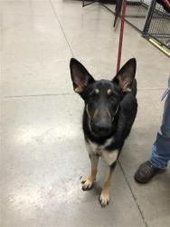 Shelter Stray Female Dog last seen Near BLOCK W ASHLAN AVE, FRESNO CA 93705, 5277 E Airways Blvd, Fresno, CA 93727, USA