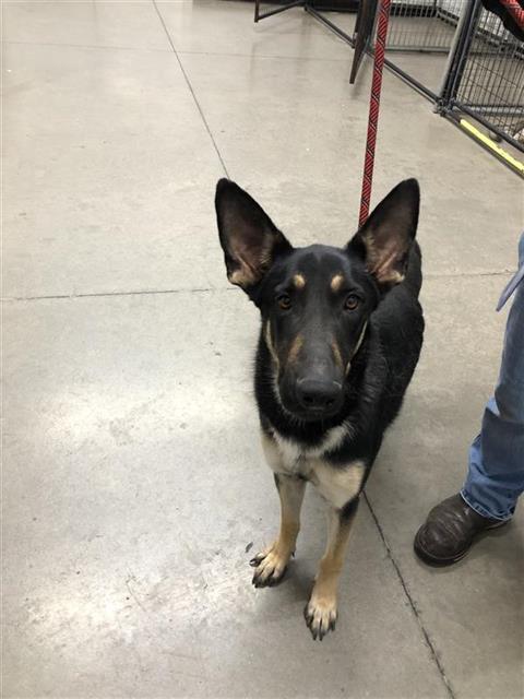 Shelter Stray Female Dog last seen Near BLOCK W ASHLAN AVE, FRESNO CA 93705, 5277 E Airways Blvd, Fresno, CA 93727, USA