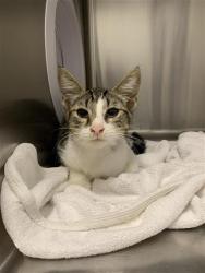 Shelter Stray Male Cat last seen Near BLOCK E OLIVE AVE, FRESNO CA 93727 2422, 5277 E Airways Blvd, Fresno, CA 93727, USA