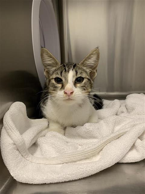 Shelter Stray Male Cat last seen Near BLOCK E OLIVE AVE, FRESNO CA 93727 2422, 5277 E Airways Blvd, Fresno, CA 93727, USA
