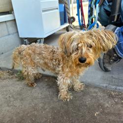Shelter Stray Male Dog last seen Near BLK E 64TH ST, LONG BEACH, CA 90805, 7700 E Spring St, Long Beach, CA 90815, USA
