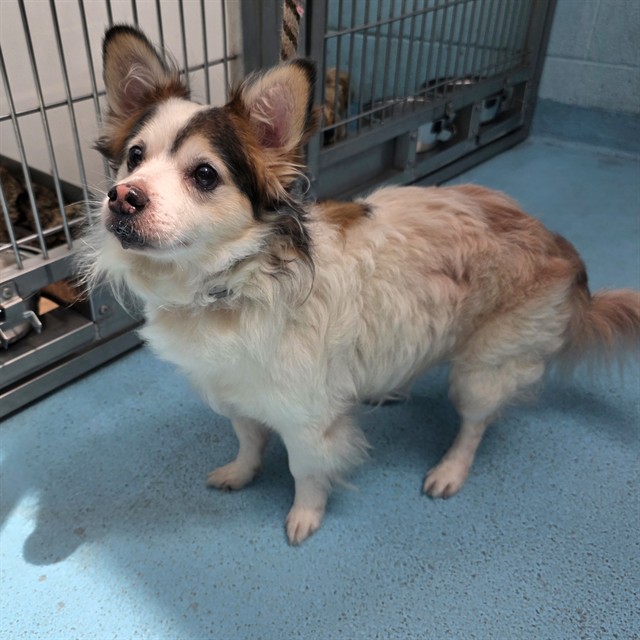 Shelter Stray Male Dog last seen Near BLK E 28TH ST, LONG BEACH, CA 90806, 7700 E Spring St, Long Beach, CA 90815, USA