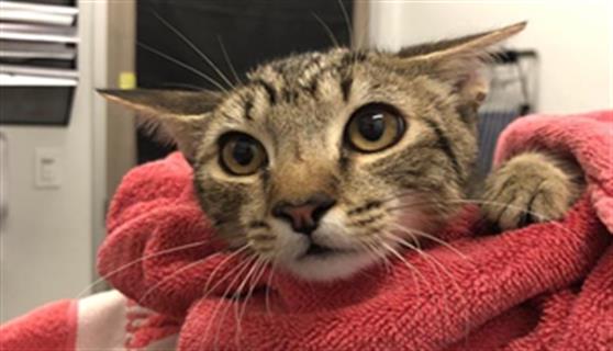 Shelter Stray Female Cat last seen Near BLOCK E THOMAS AVE, FRESNO CA 93702 1465, 5277 E Airways Blvd, Fresno, CA 93727, USA