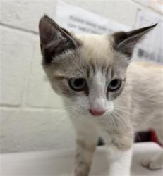 Shelter Stray Male Cat last seen O AVE AND E 20TH ST, 130 Beyer Way, Chula Vista, CA 91911, USA